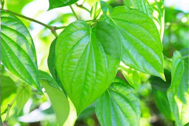 Nguyên nhân khiến cây bị tuyến trùng và cách phòng trừ