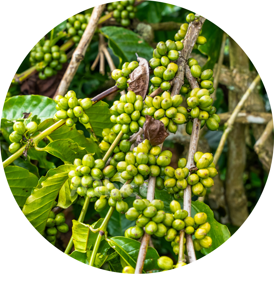 Chẩn đoán cây trồng